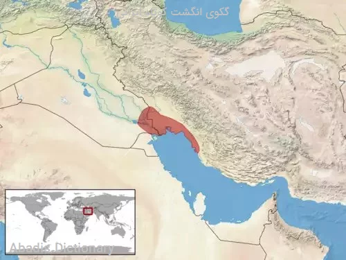 گکوی انگشت کوتاه ایرانی